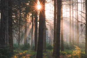 Sun shining through the trees