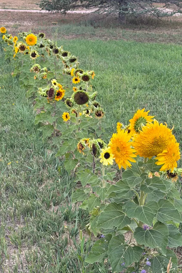 sunflowers in the field